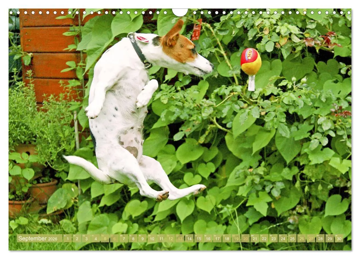 Bild: 9783516597592 | Jack Russell Terrier: flink und verspielt (Wandkalender 2026 DIN A3...