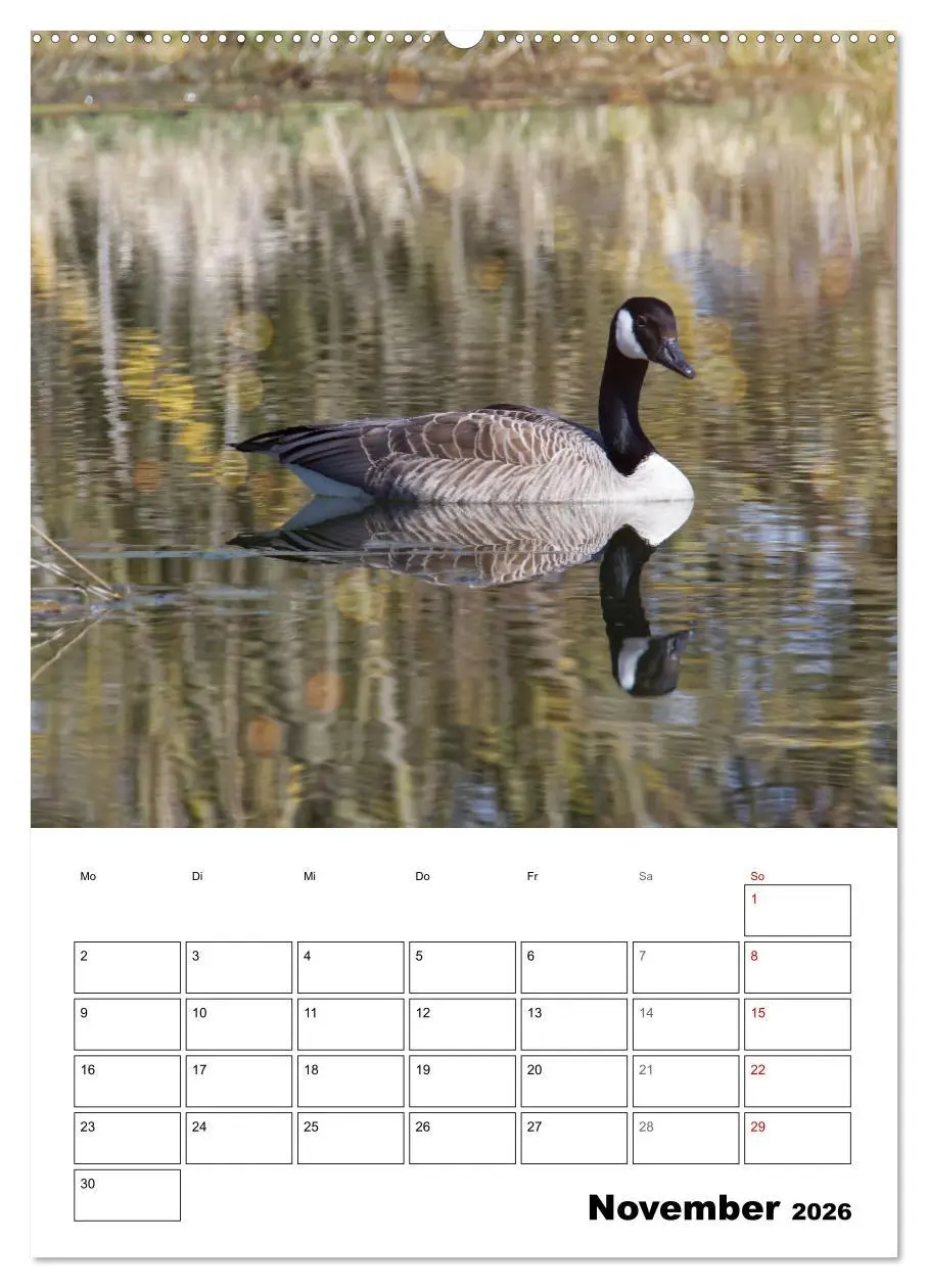 Bild: 9783516347692 | Gänse, geliebte Wasservögel (hochwertiger Premium Wandkalender 2026...