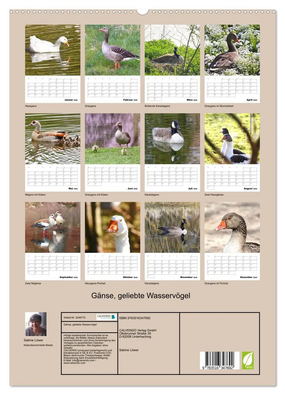 Bild: 9783516347692 | Gänse, geliebte Wasservögel (hochwertiger Premium Wandkalender 2026...