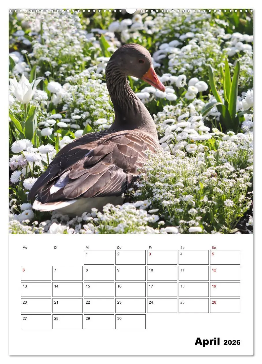 Bild: 9783516347692 | Gänse, geliebte Wasservögel (hochwertiger Premium Wandkalender 2026...