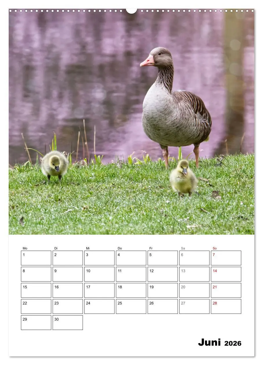 Bild: 9783516347692 | Gänse, geliebte Wasservögel (hochwertiger Premium Wandkalender 2026...
