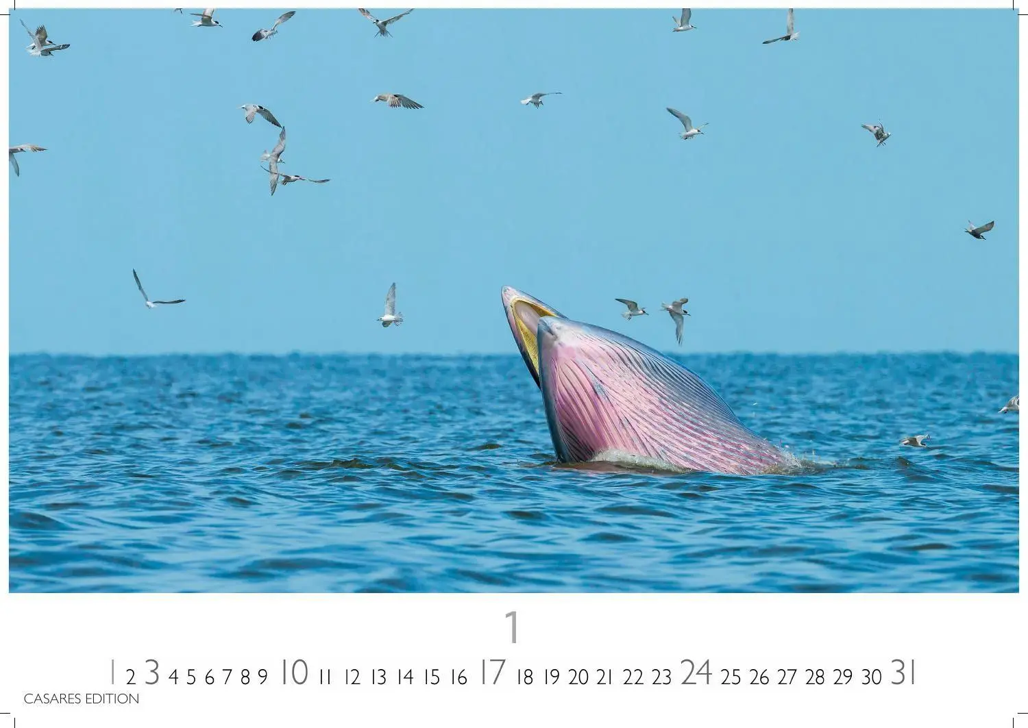 Bild: 9781835247792 | Wale und Delfine Kalender 2027 - Wandkalender Fotokalender...