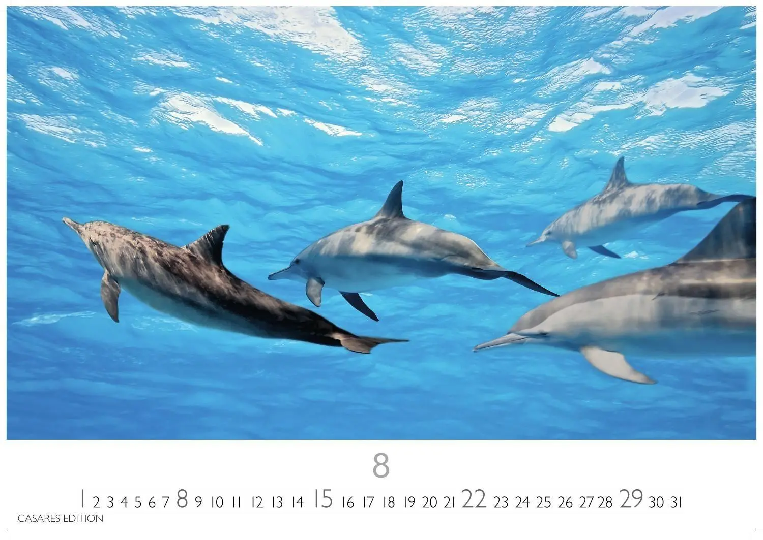 Bild: 9781835247792 | Wale und Delfine Kalender 2027 - Wandkalender Fotokalender...