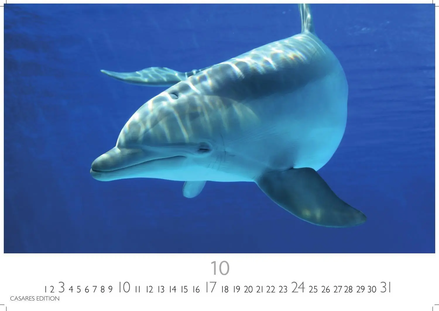 Bild: 9781835247792 | Wale und Delfine Kalender 2027 - Wandkalender Fotokalender...