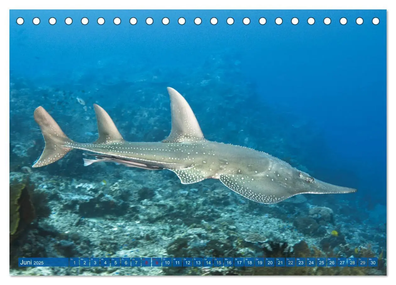 Bild: 9783383778292 | Tauchen: Wunderbares tiefblaues Meer (Tischkalender 2025 DIN A5...