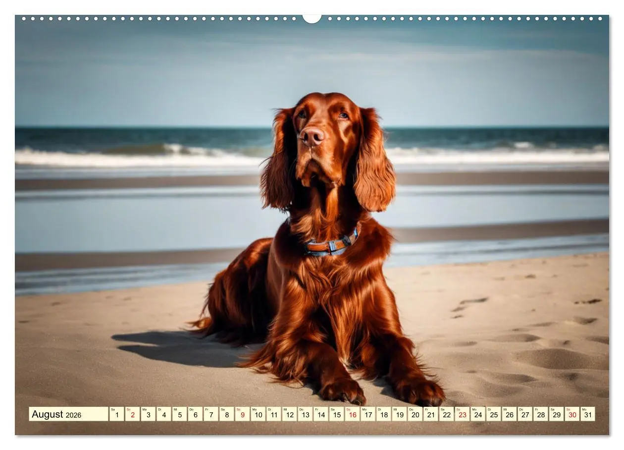Bild: 9783457408292 | Irish Setter - Anmut pur (hochwertiger Premium Wandkalender 2026...
