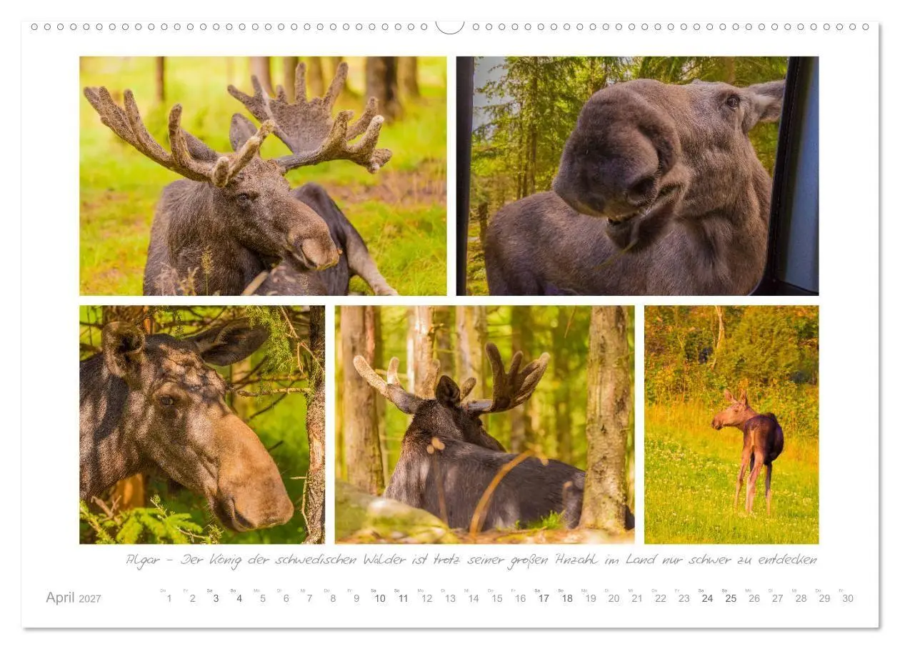 Bild: 9783569758292 | Sehnsucht Schweden - Elche, Natur und Urlaubsträume (Wandkalender...