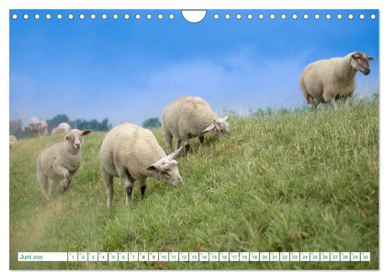 Bild: 9783383838392 | Schillig und Horumersiel - Im Wangerland unterwegs (Wandkalender...