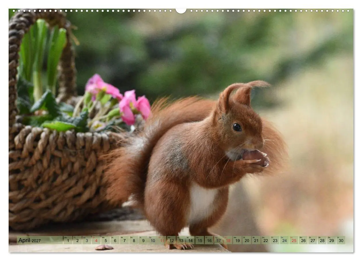 Bild: 9783569978492 | Eichhörnchen-Spaß (Wandkalender 2027 DIN A2 quer), CALVENDO...