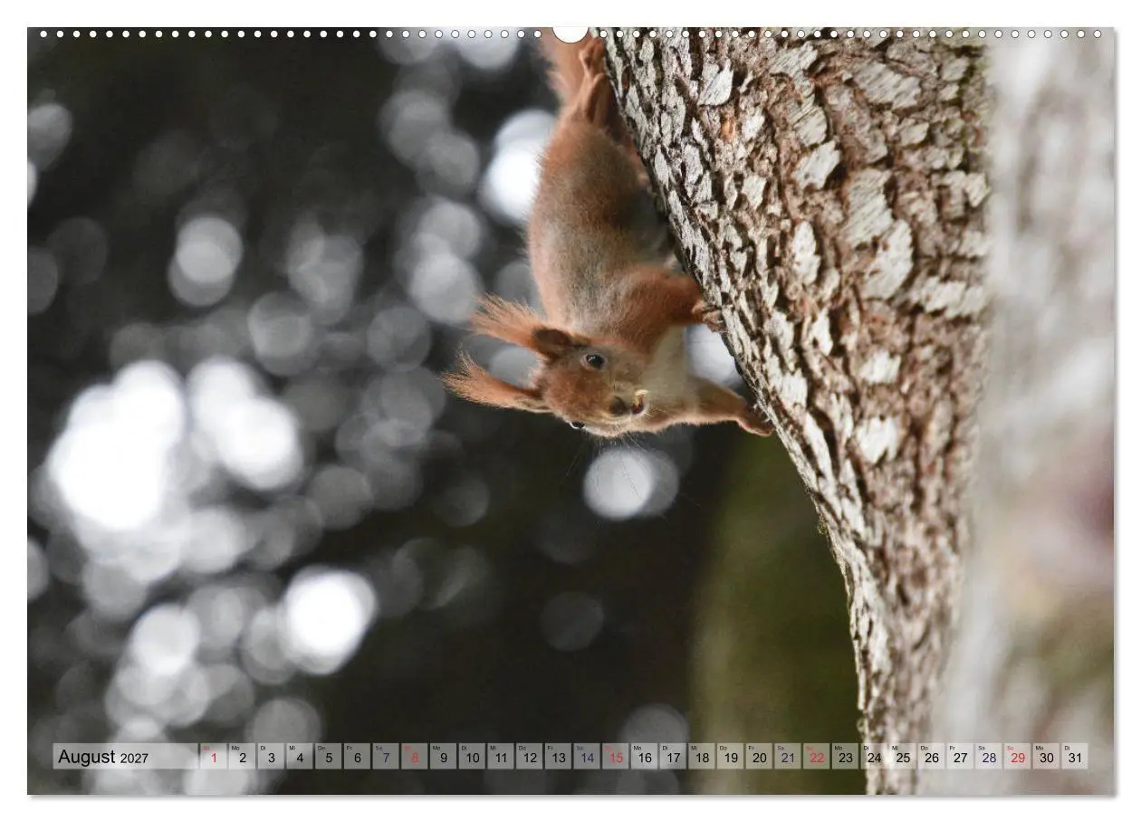 Bild: 9783569978492 | Eichhörnchen-Spaß (Wandkalender 2027 DIN A2 quer), CALVENDO...