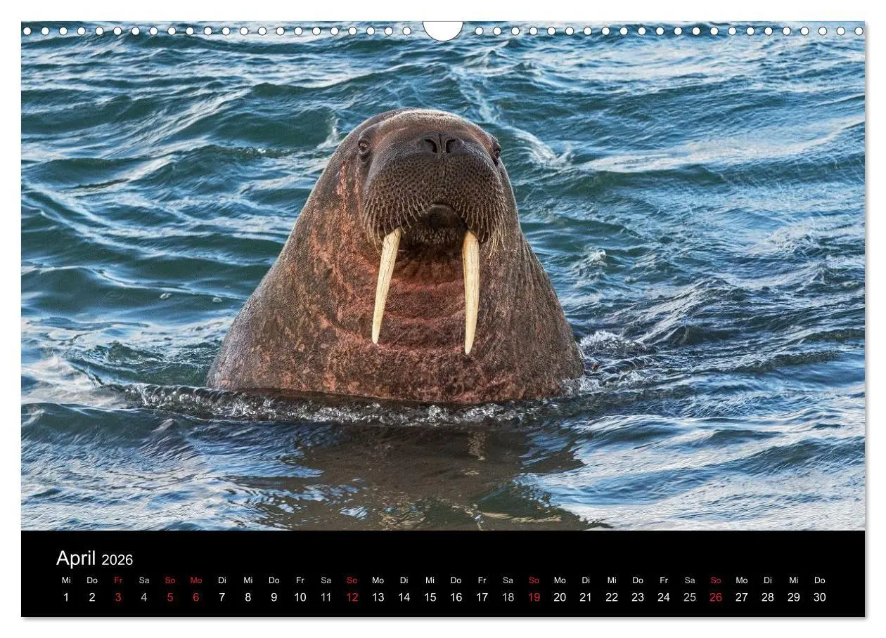 Bild: 9783516018592 | TRAUMZIEL ARKTIS, Impressionen vom Rand der Welt (Wandkalender 2026...