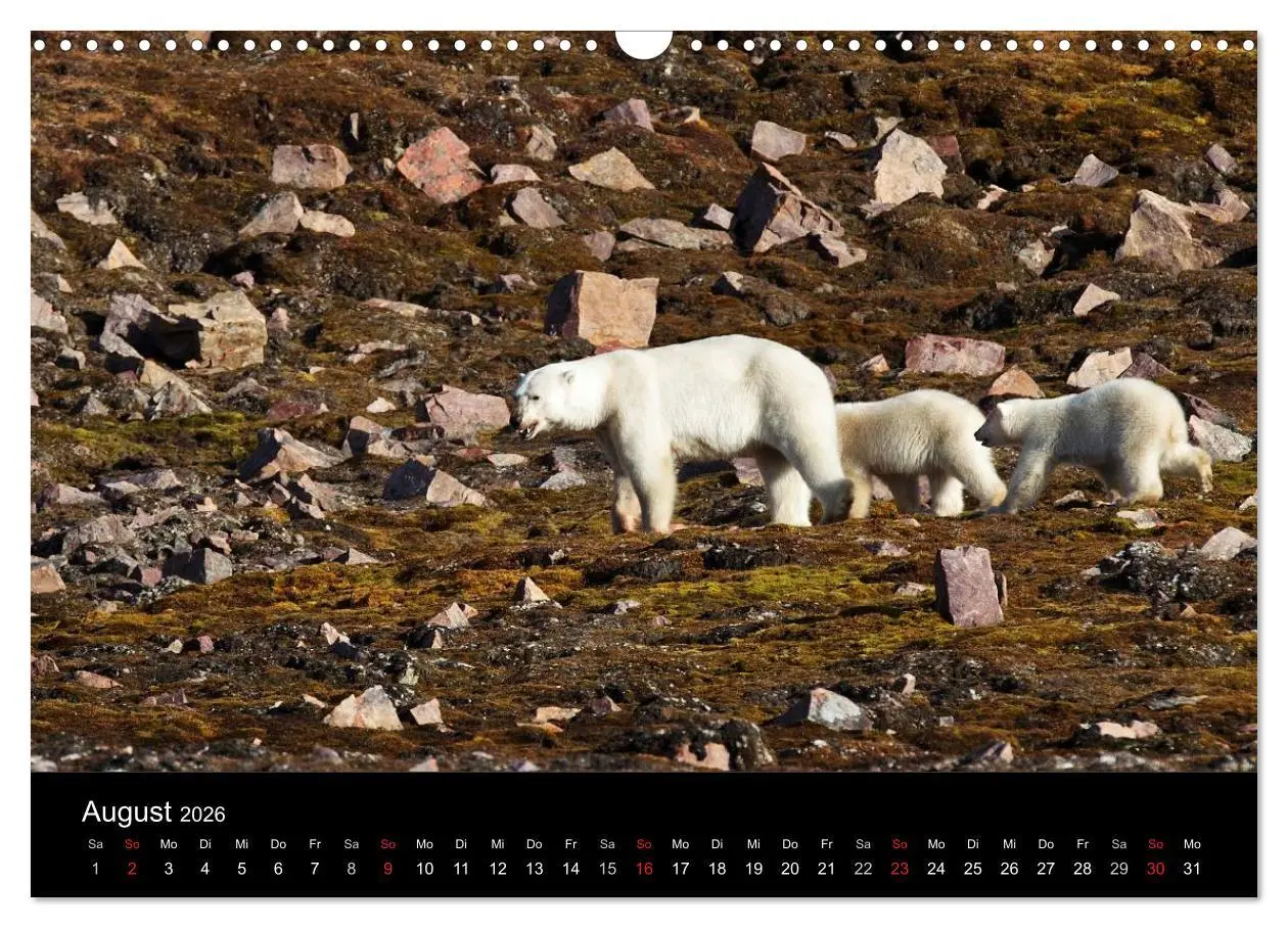 Bild: 9783516018592 | TRAUMZIEL ARKTIS, Impressionen vom Rand der Welt (Wandkalender 2026...