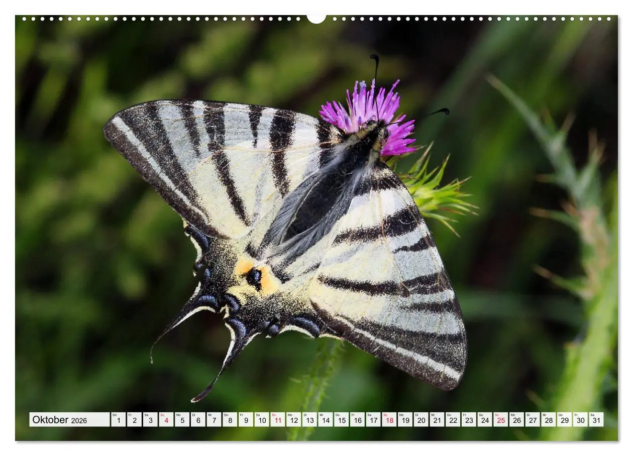 Bild: 9783457458792 | TANZ DER SCHMETTERLINGE (hochwertiger Premium Wandkalender 2026 DIN...