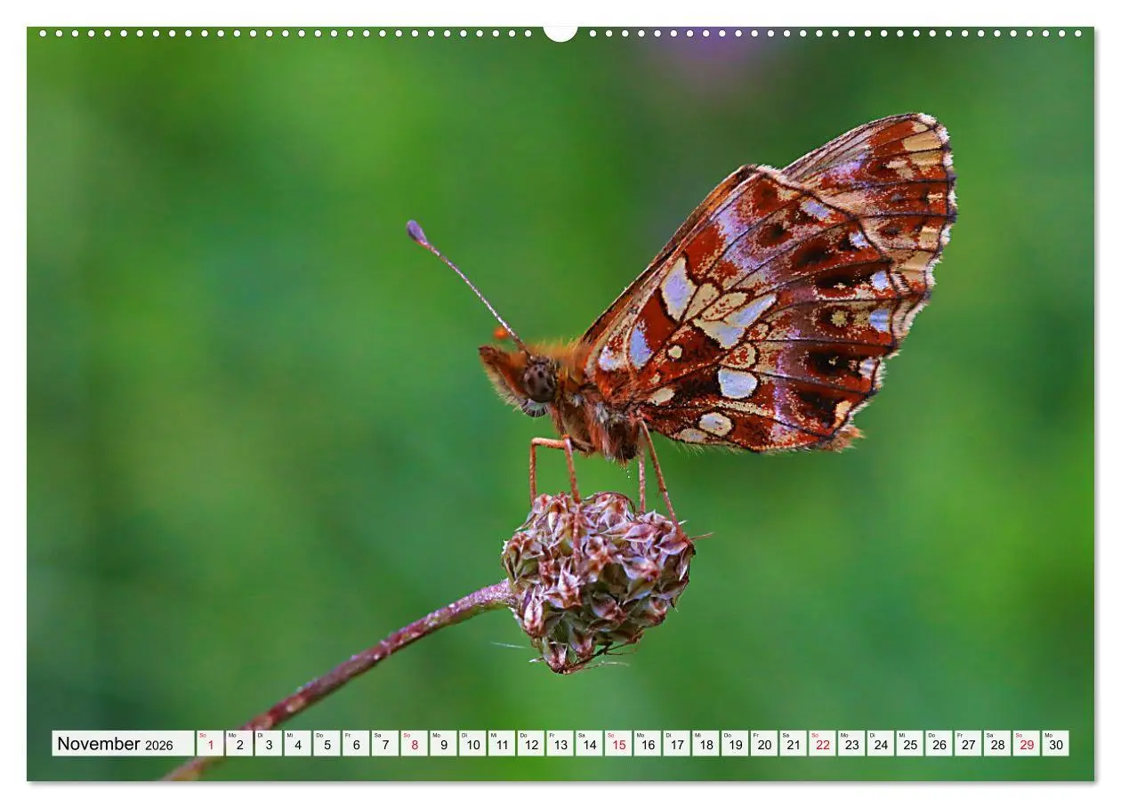 Bild: 9783457458792 | TANZ DER SCHMETTERLINGE (hochwertiger Premium Wandkalender 2026 DIN...