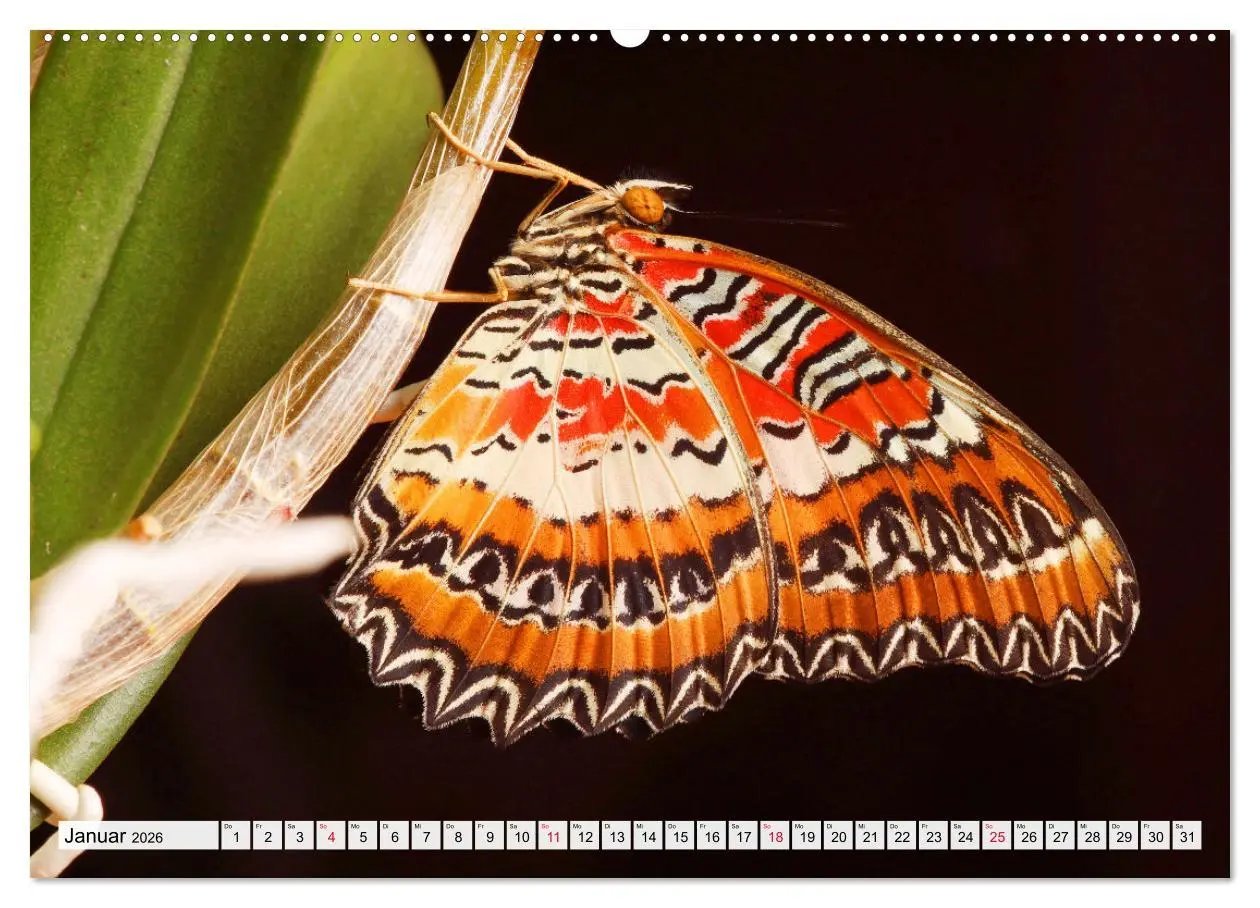 Bild: 9783457458792 | TANZ DER SCHMETTERLINGE (hochwertiger Premium Wandkalender 2026 DIN...