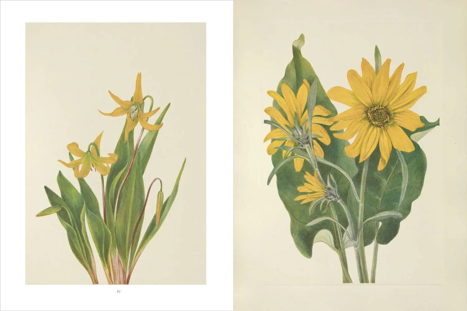 Bild: 9783791388892 | Wild Flowers of North America | Pamela Henson | Buch | 320 S. | 2022