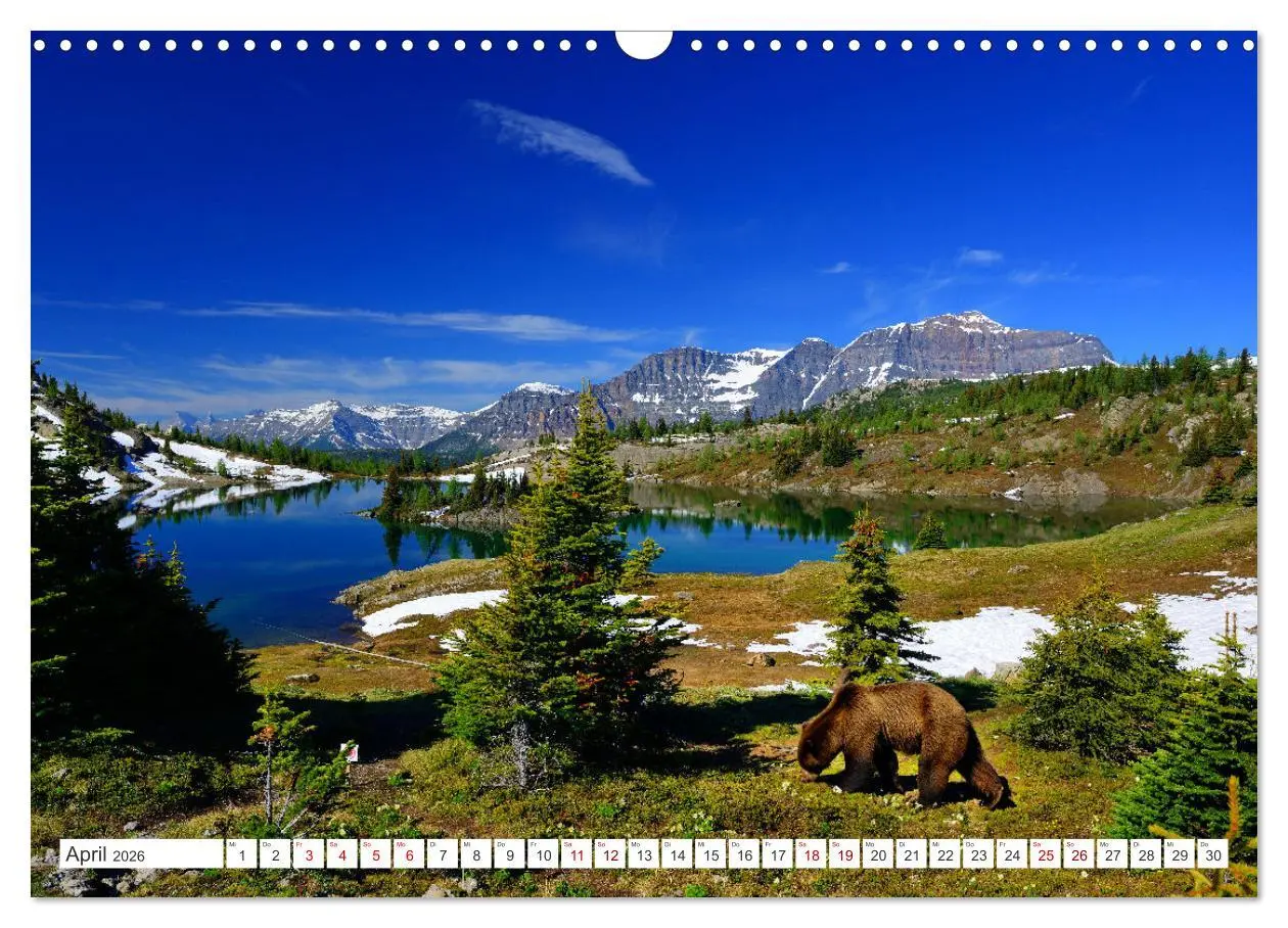 Bild: 9783457508992 | KANADA - Die Bären der Rocky Mountains (Wandkalender 2026 DIN A3...