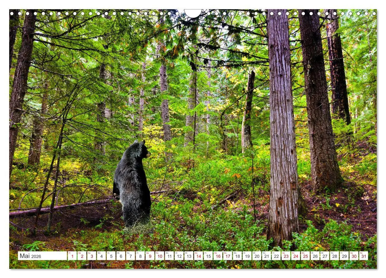 Bild: 9783457508992 | KANADA - Die Bären der Rocky Mountains (Wandkalender 2026 DIN A3...