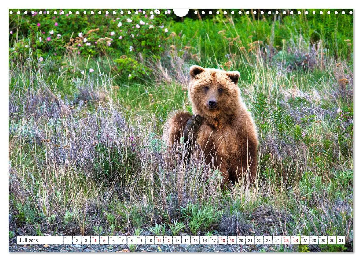 Bild: 9783457508992 | KANADA - Die Bären der Rocky Mountains (Wandkalender 2026 DIN A3...