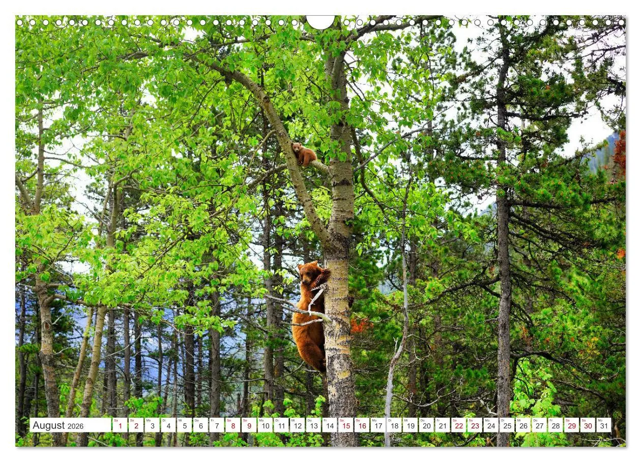Bild: 9783457508992 | KANADA - Die Bären der Rocky Mountains (Wandkalender 2026 DIN A3...