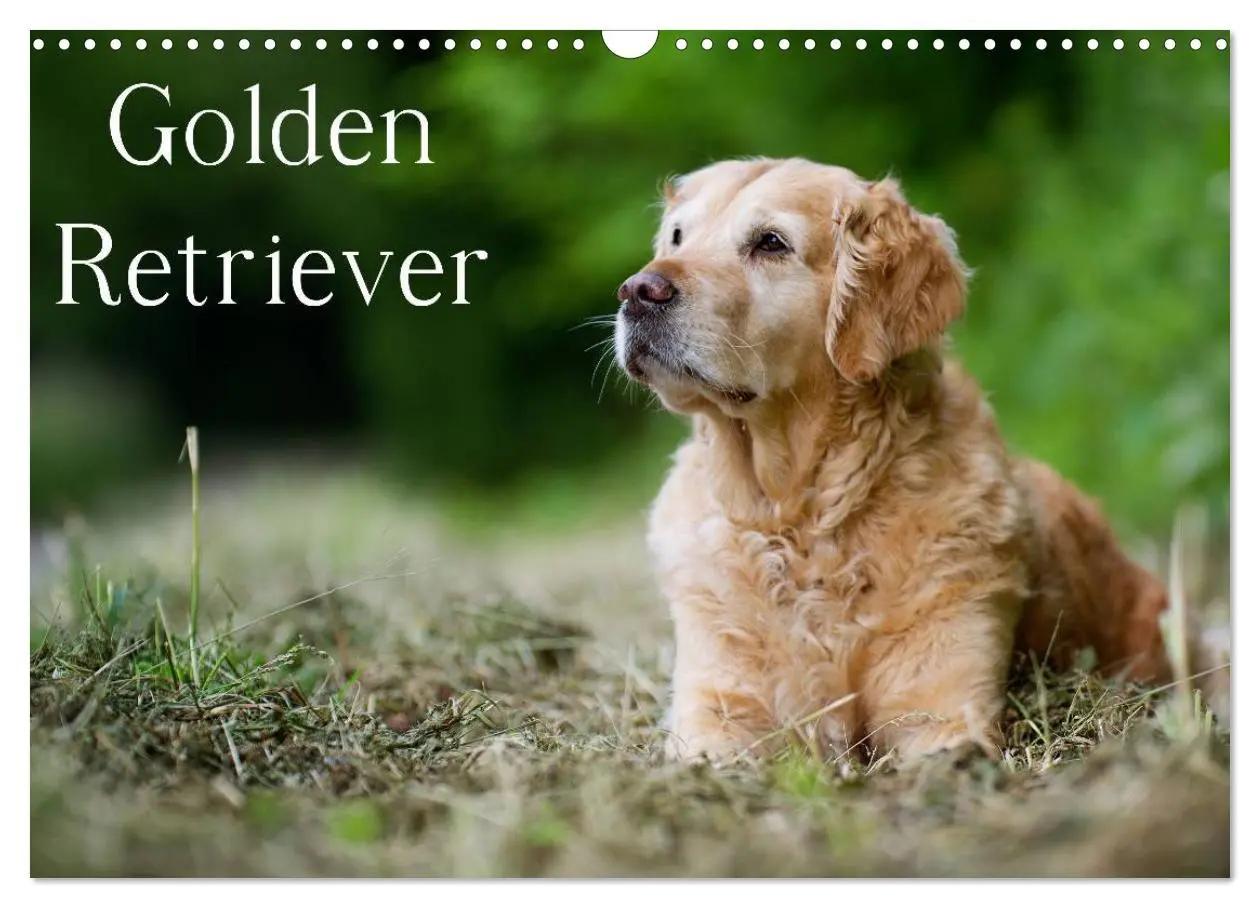 Cover: 9783516148992 | Golden Retriever (Wandkalender 2026 DIN A3 quer), CALVENDO...