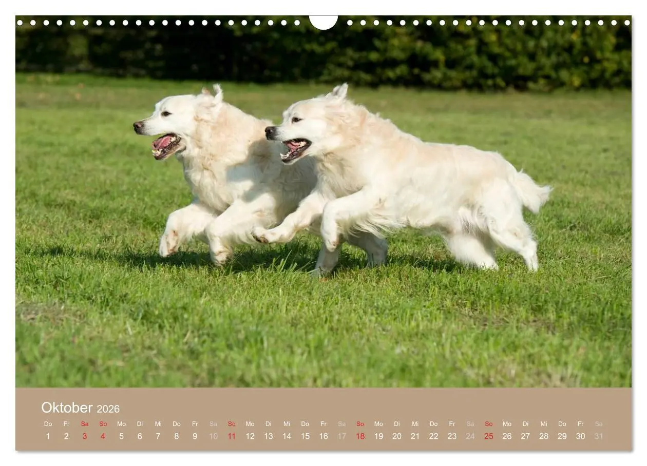 Bild: 9783516148992 | Golden Retriever (Wandkalender 2026 DIN A3 quer), CALVENDO...