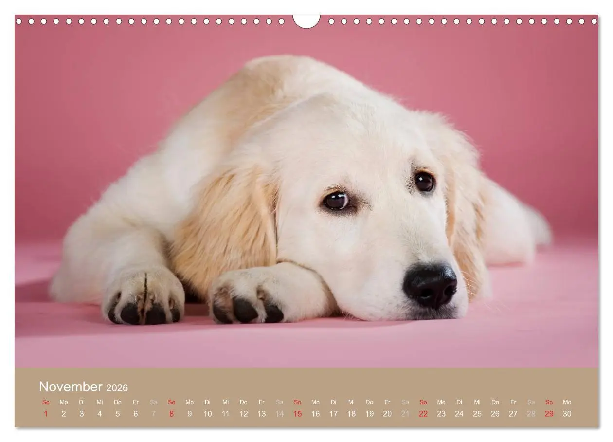 Bild: 9783516148992 | Golden Retriever (Wandkalender 2026 DIN A3 quer), CALVENDO...