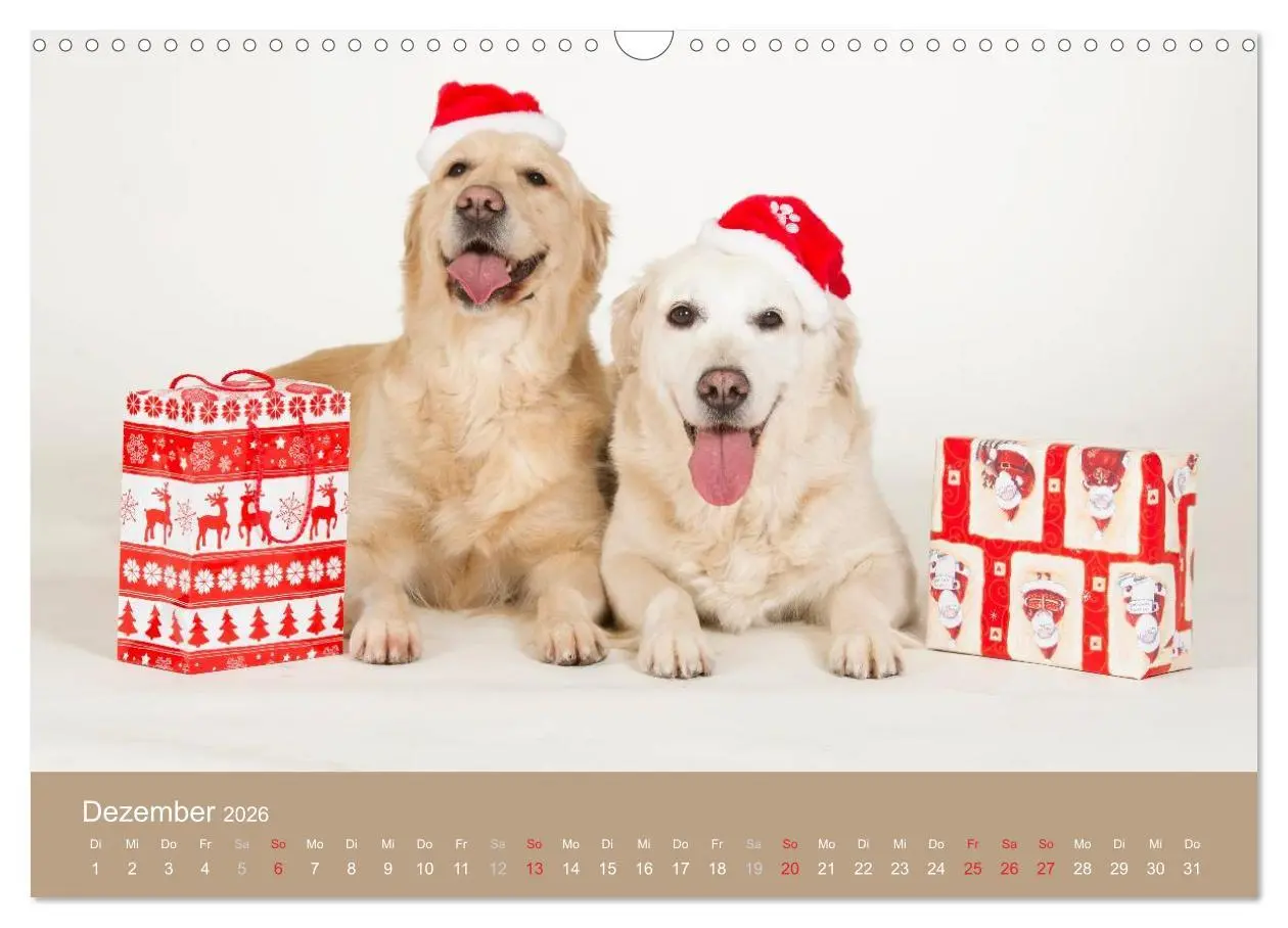 Bild: 9783516148992 | Golden Retriever (Wandkalender 2026 DIN A3 quer), CALVENDO...