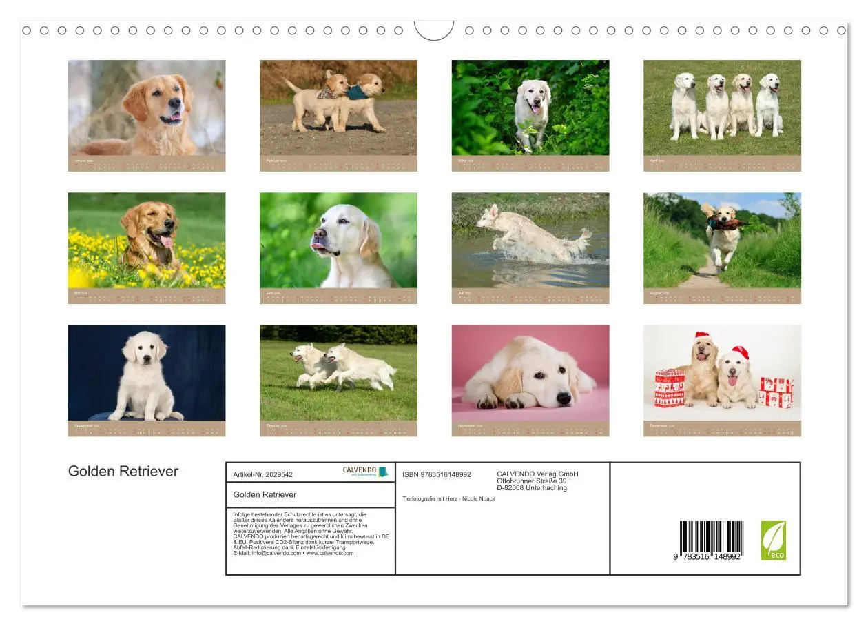 Bild: 9783516148992 | Golden Retriever (Wandkalender 2026 DIN A3 quer), CALVENDO...