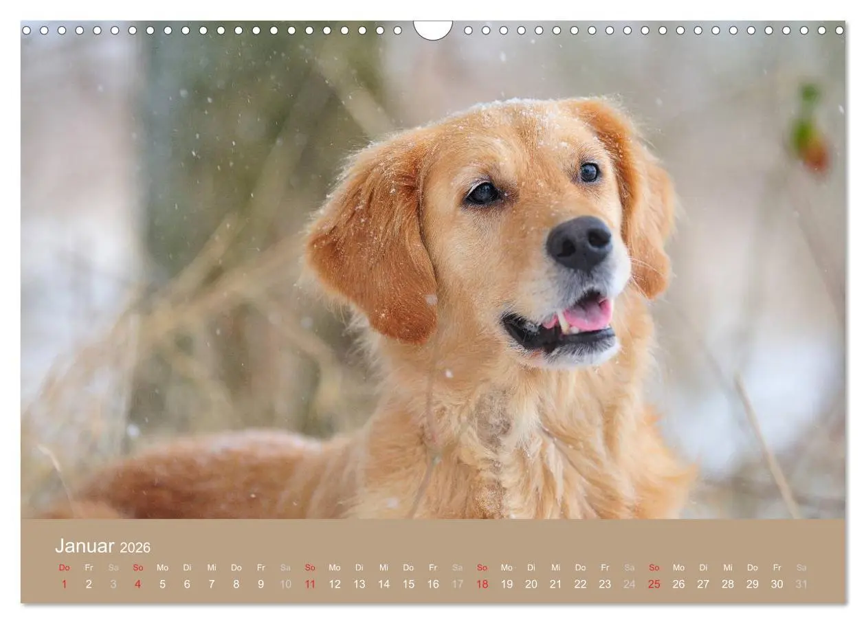 Bild: 9783516148992 | Golden Retriever (Wandkalender 2026 DIN A3 quer), CALVENDO...