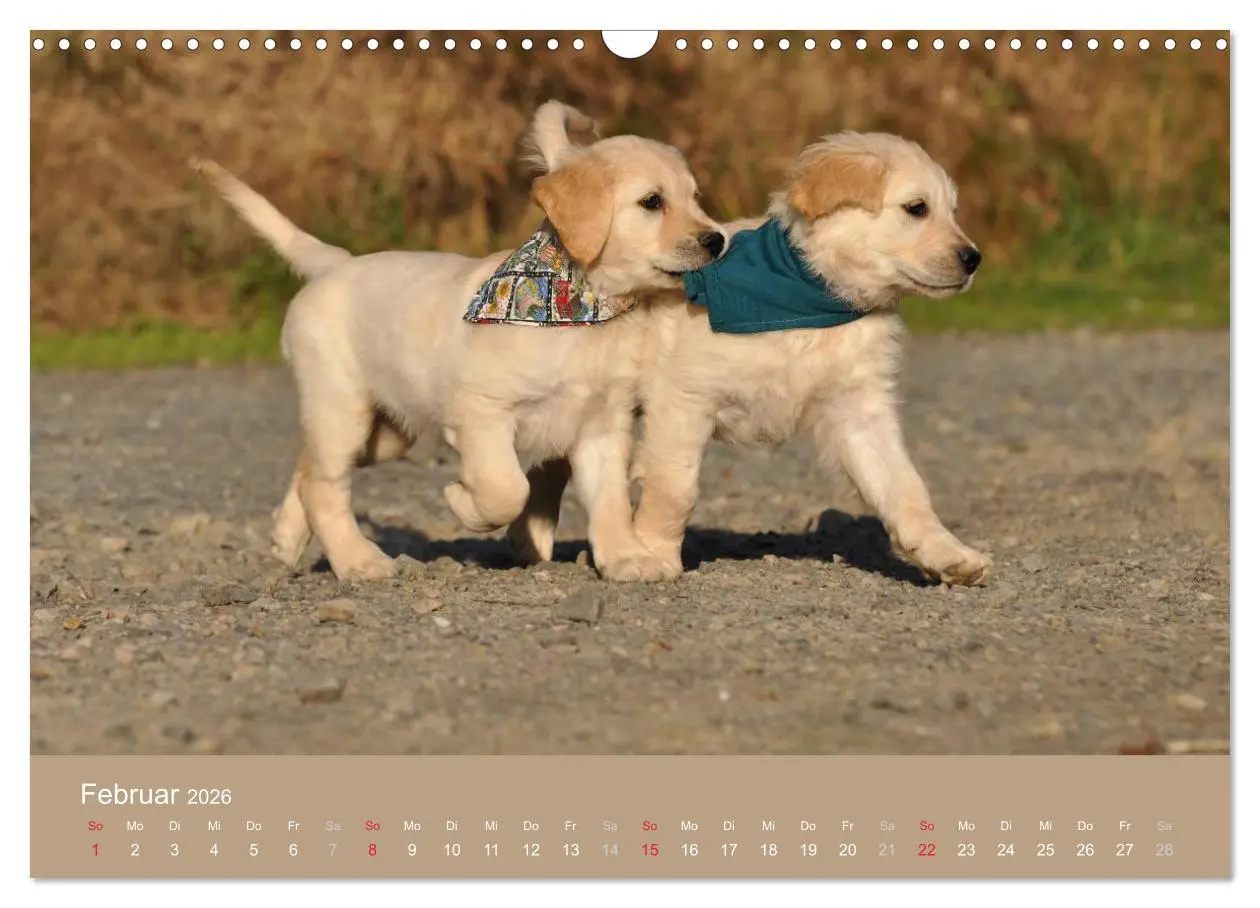 Bild: 9783516148992 | Golden Retriever (Wandkalender 2026 DIN A3 quer), CALVENDO...