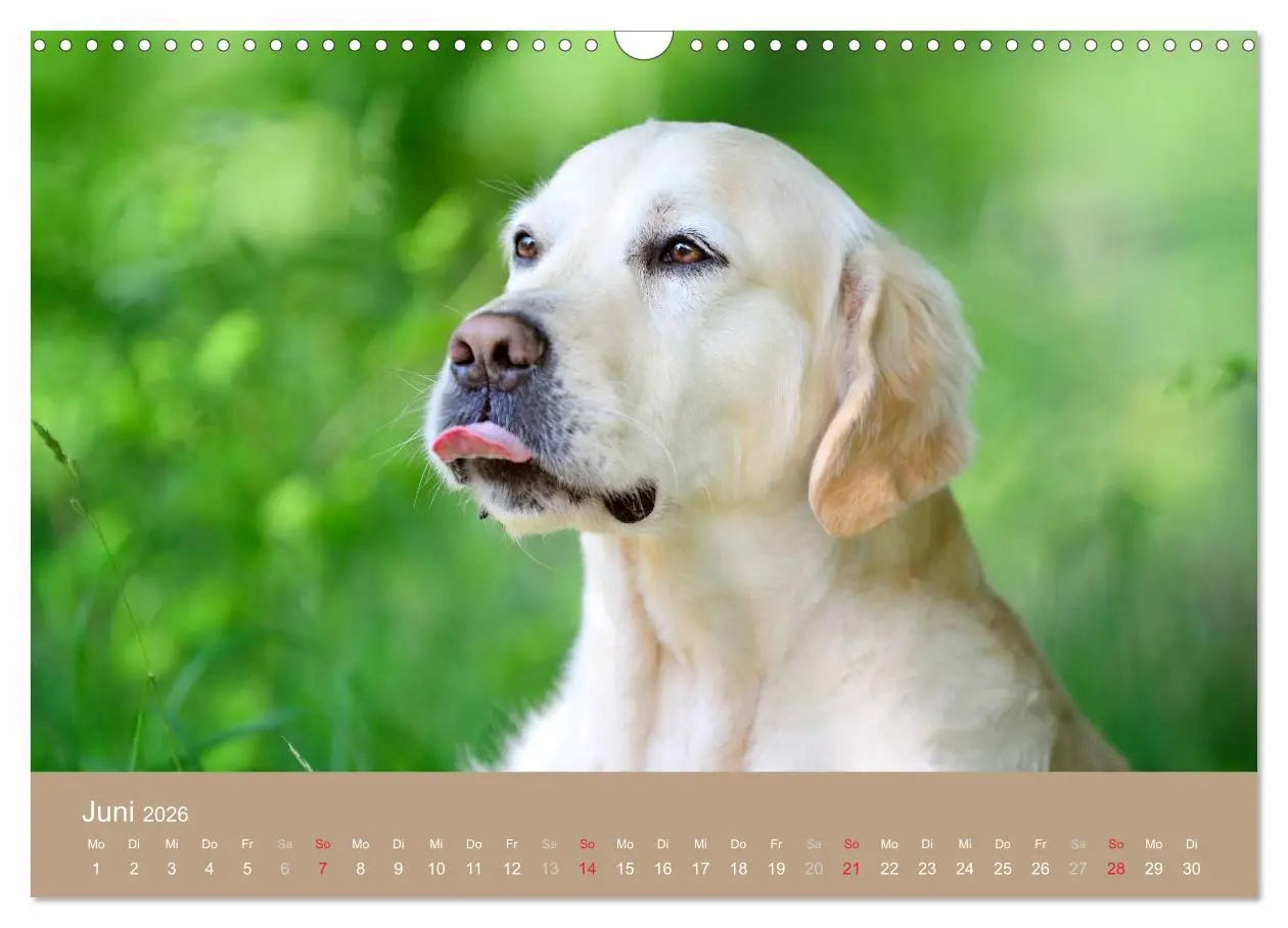 Bild: 9783516148992 | Golden Retriever (Wandkalender 2026 DIN A3 quer), CALVENDO...
