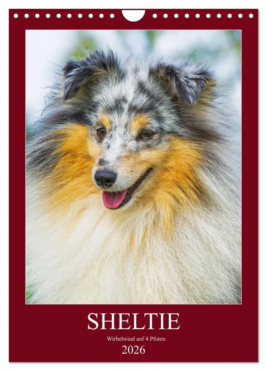 Cover: 9783516388992 | Sheltie - Wirbelwind auf 4 Pfoten (Wandkalender 2026 DIN A4 hoch),...
