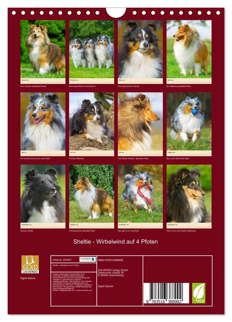 Bild: 9783516388992 | Sheltie - Wirbelwind auf 4 Pfoten (Wandkalender 2026 DIN A4 hoch),...