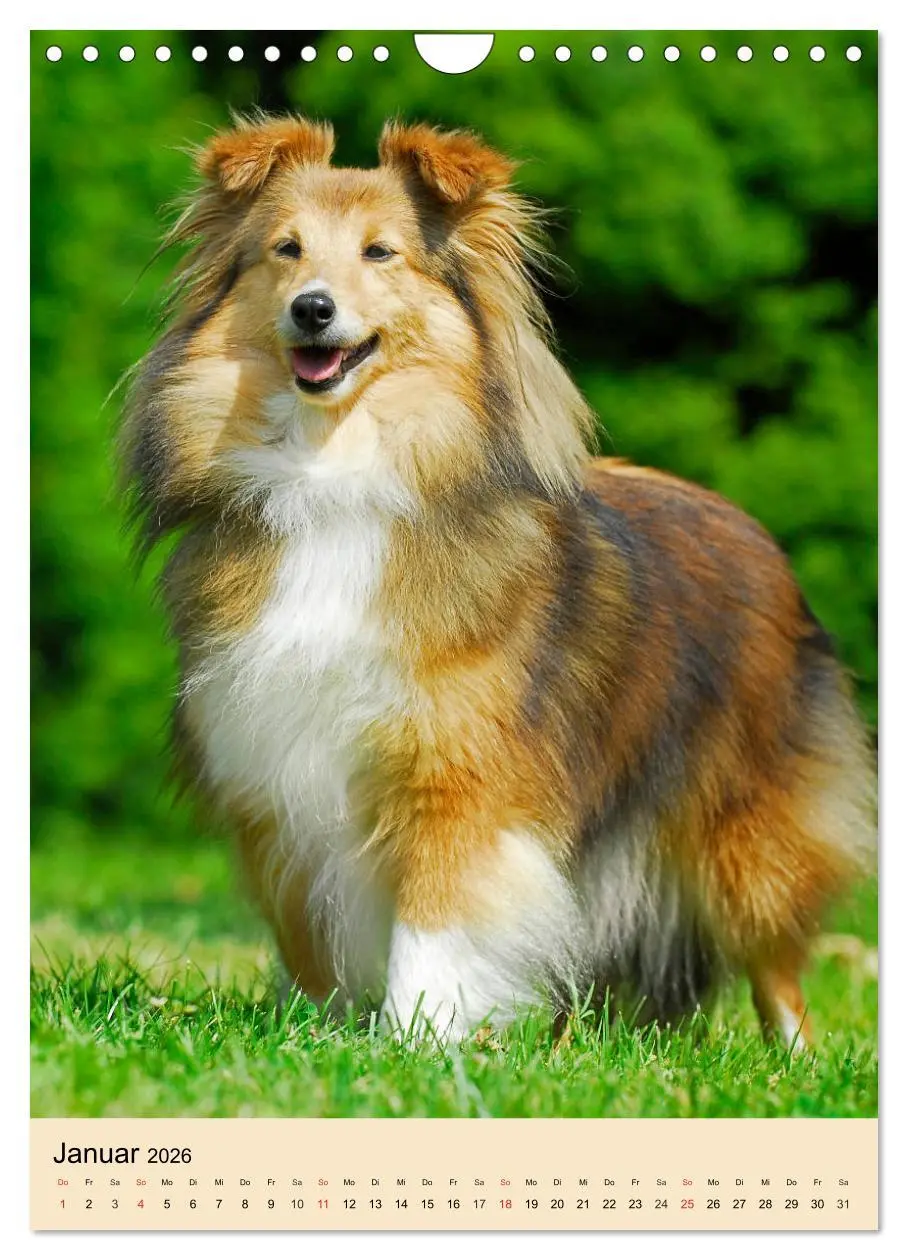 Bild: 9783516388992 | Sheltie - Wirbelwind auf 4 Pfoten (Wandkalender 2026 DIN A4 hoch),...