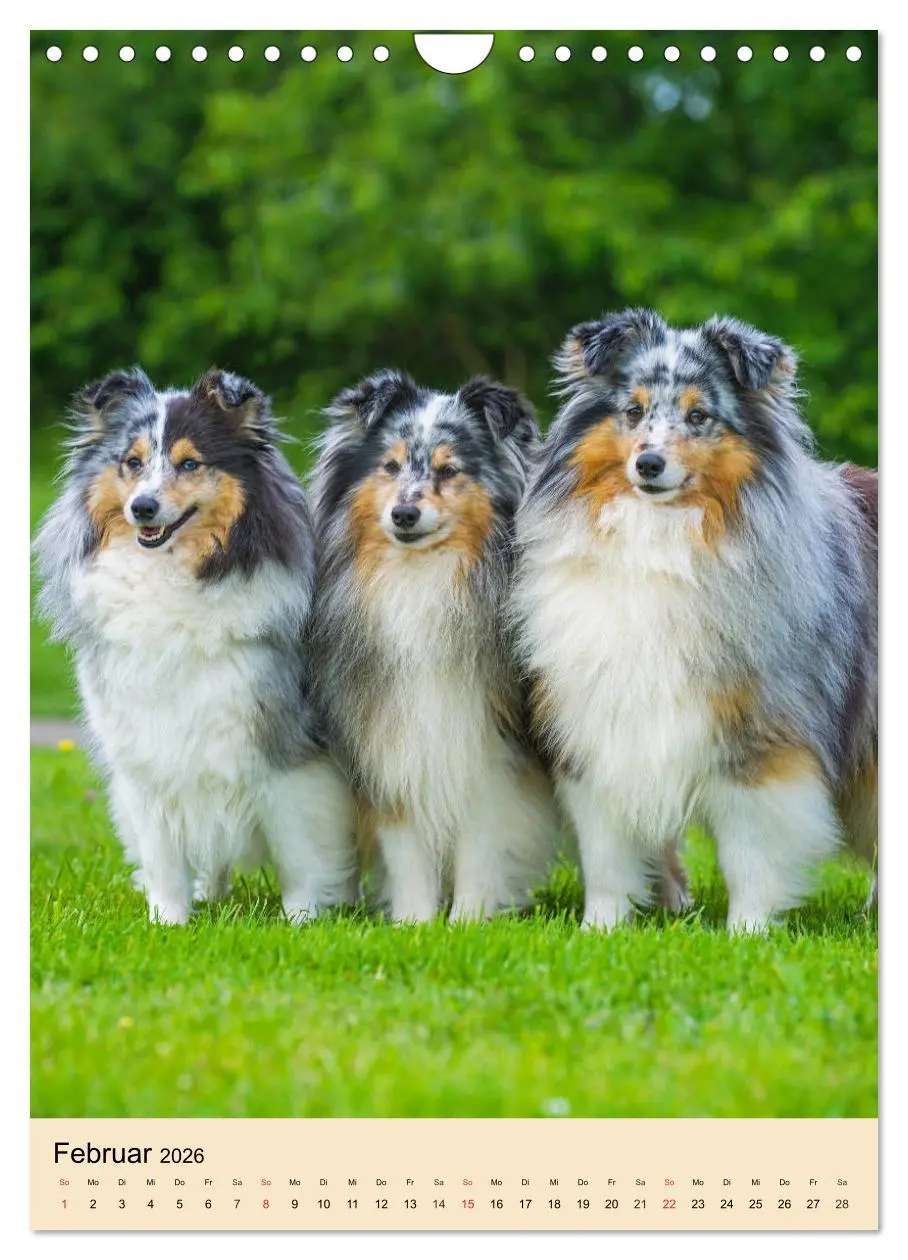 Bild: 9783516388992 | Sheltie - Wirbelwind auf 4 Pfoten (Wandkalender 2026 DIN A4 hoch),...