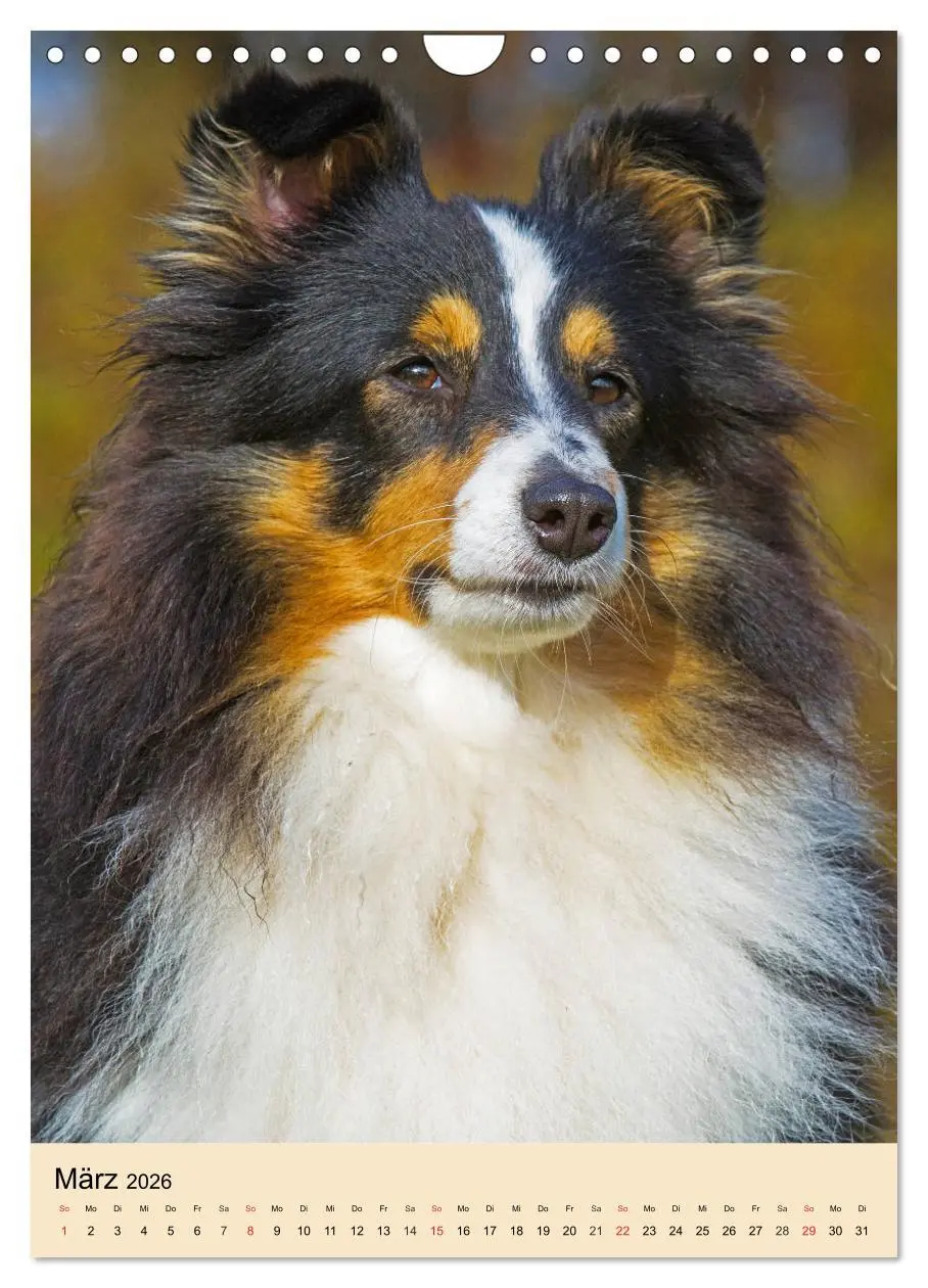 Bild: 9783516388992 | Sheltie - Wirbelwind auf 4 Pfoten (Wandkalender 2026 DIN A4 hoch),...