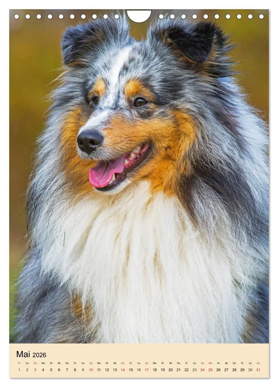 Bild: 9783516388992 | Sheltie - Wirbelwind auf 4 Pfoten (Wandkalender 2026 DIN A4 hoch),...