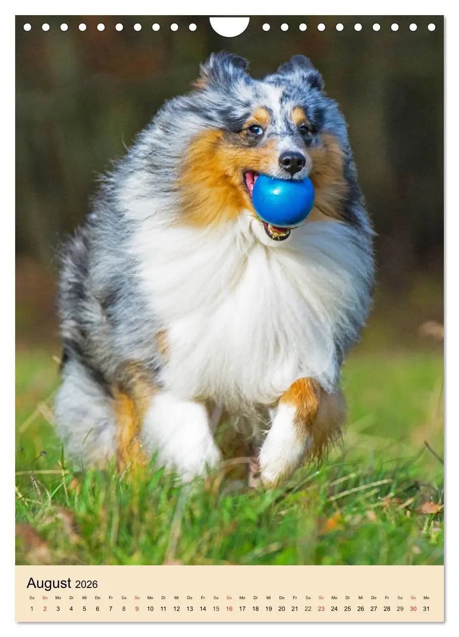 Bild: 9783516388992 | Sheltie - Wirbelwind auf 4 Pfoten (Wandkalender 2026 DIN A4 hoch),...