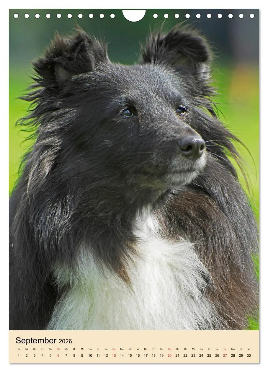 Bild: 9783516388992 | Sheltie - Wirbelwind auf 4 Pfoten (Wandkalender 2026 DIN A4 hoch),...