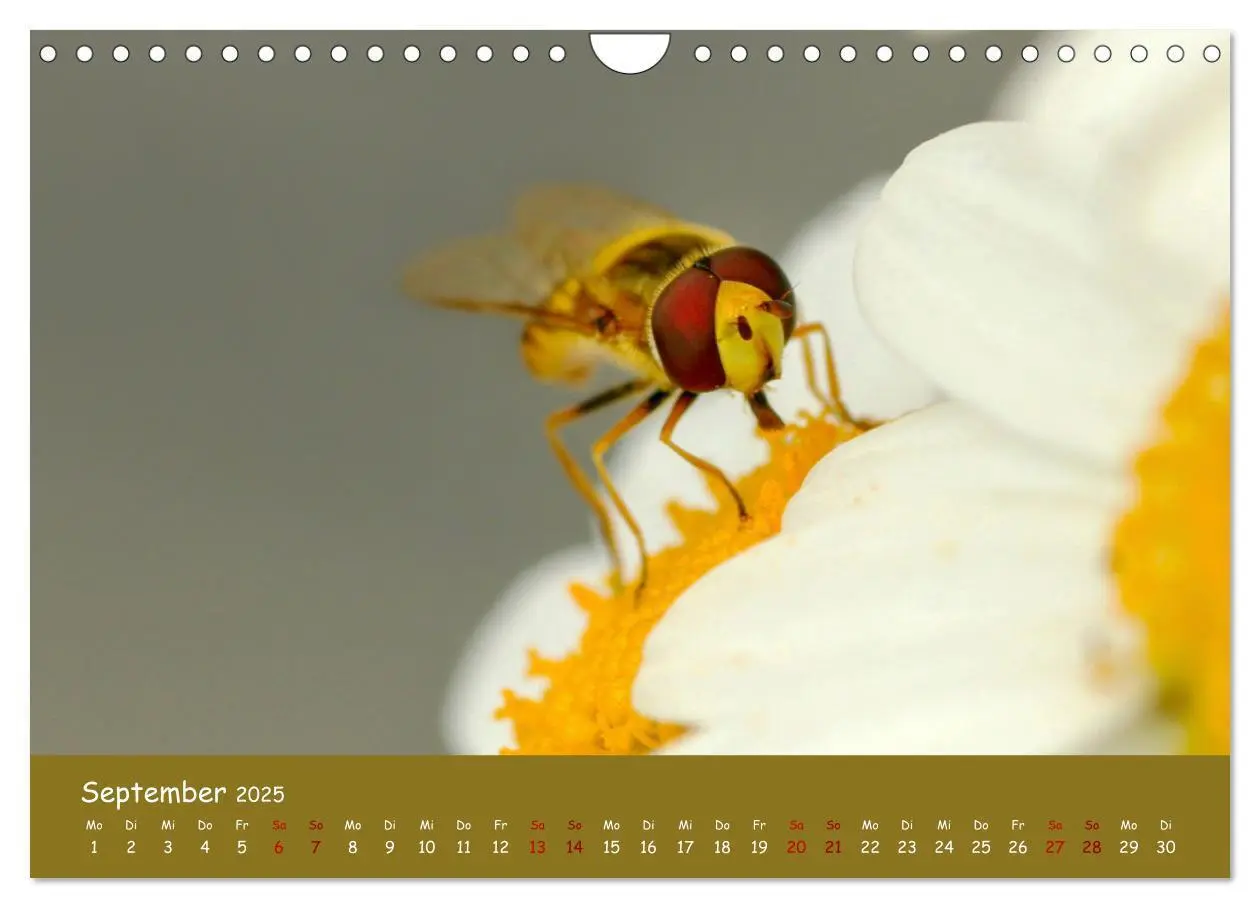 Bild: 9783435089192 | Insekten - Kleine Wunder (Wandkalender 2025 DIN A4 quer), CALVENDO...