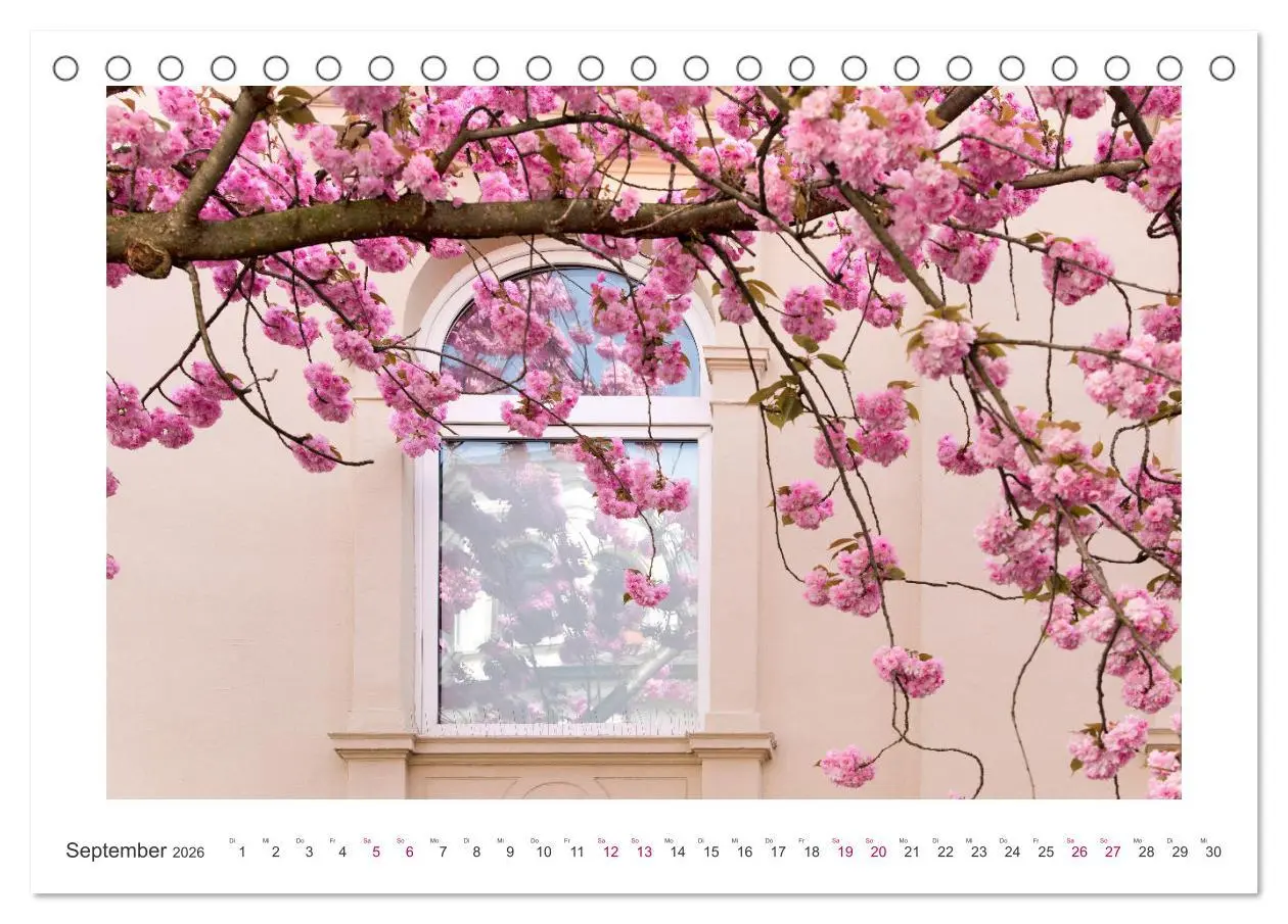 Bild: 9783457559192 | Japanische Kirschblüte in Bonn (Tischkalender 2026 DIN A5 quer),...