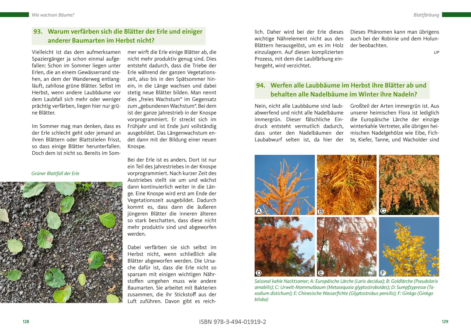 Bild: 9783494019192 | Bäume: Was Sie schon immer fragen wollten | Eike Jablonski | Buch
