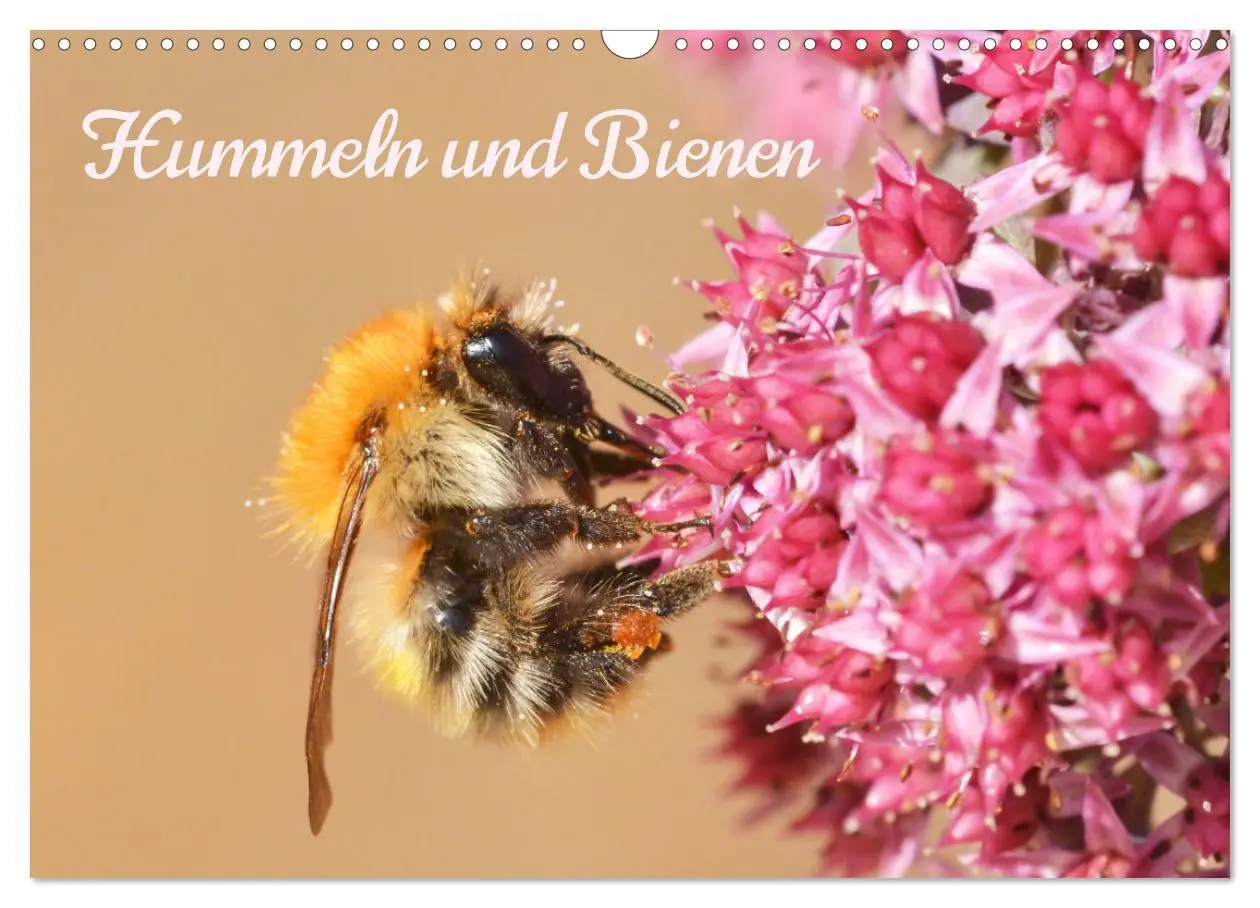 Cover: 9783457549292 | Hummeln und Bienen (Wandkalender 2026 DIN A3 quer), CALVENDO...