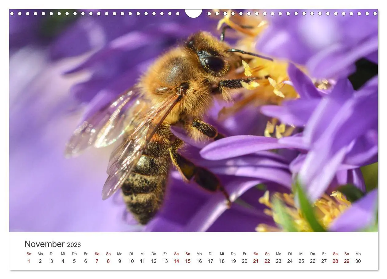 Bild: 9783457549292 | Hummeln und Bienen (Wandkalender 2026 DIN A3 quer), CALVENDO...