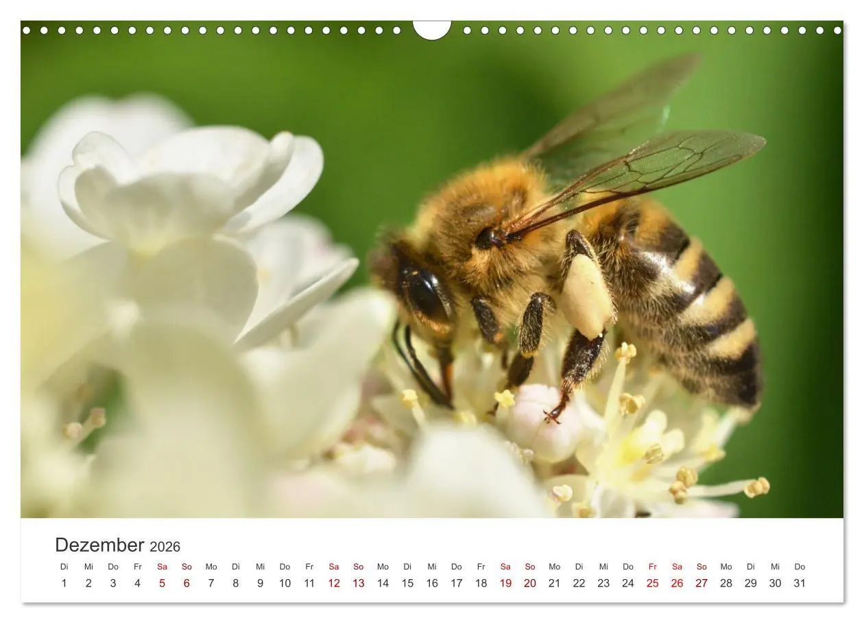 Bild: 9783457549292 | Hummeln und Bienen (Wandkalender 2026 DIN A3 quer), CALVENDO...