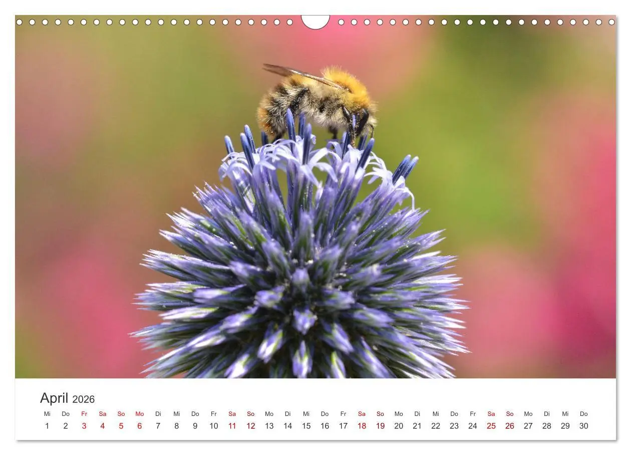 Bild: 9783457549292 | Hummeln und Bienen (Wandkalender 2026 DIN A3 quer), CALVENDO...