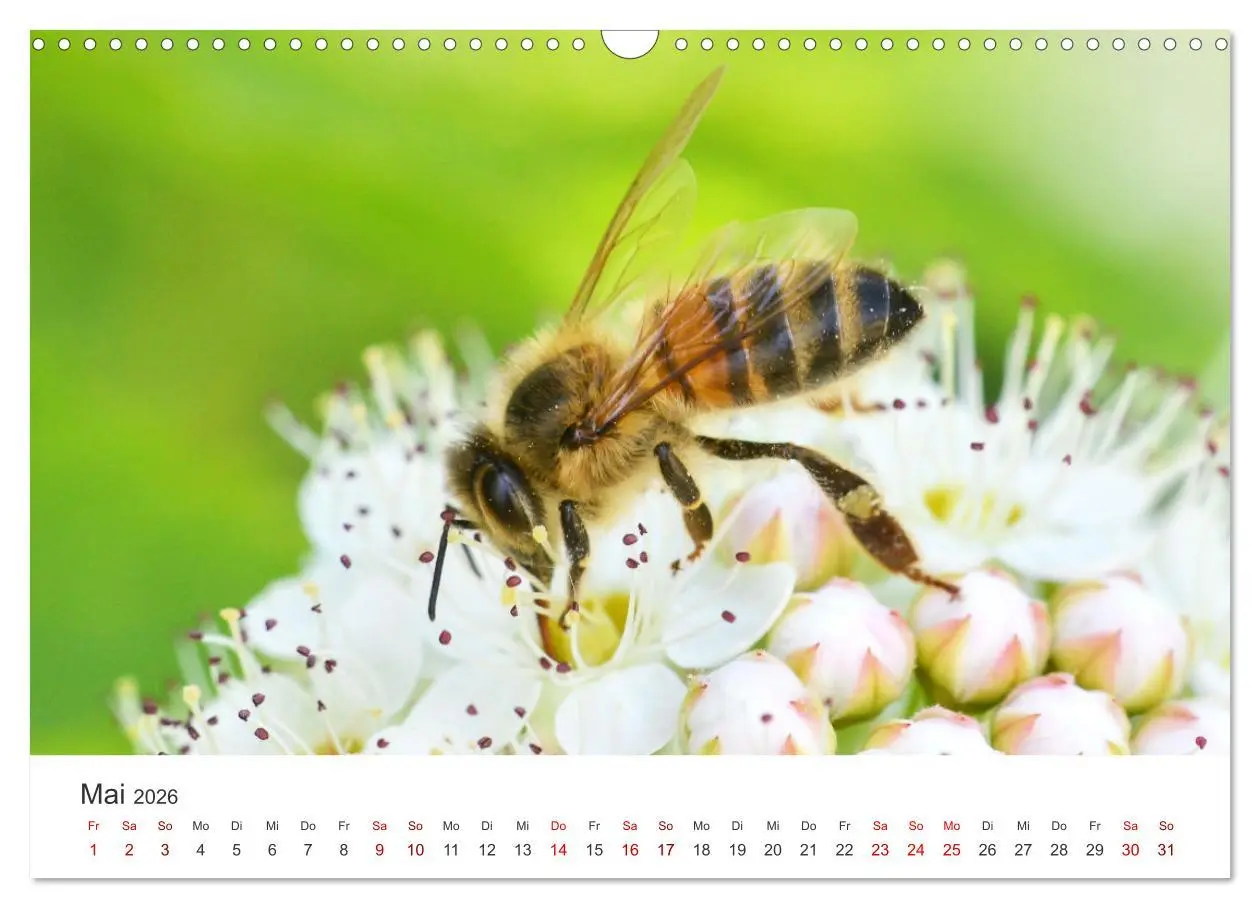 Bild: 9783457549292 | Hummeln und Bienen (Wandkalender 2026 DIN A3 quer), CALVENDO...