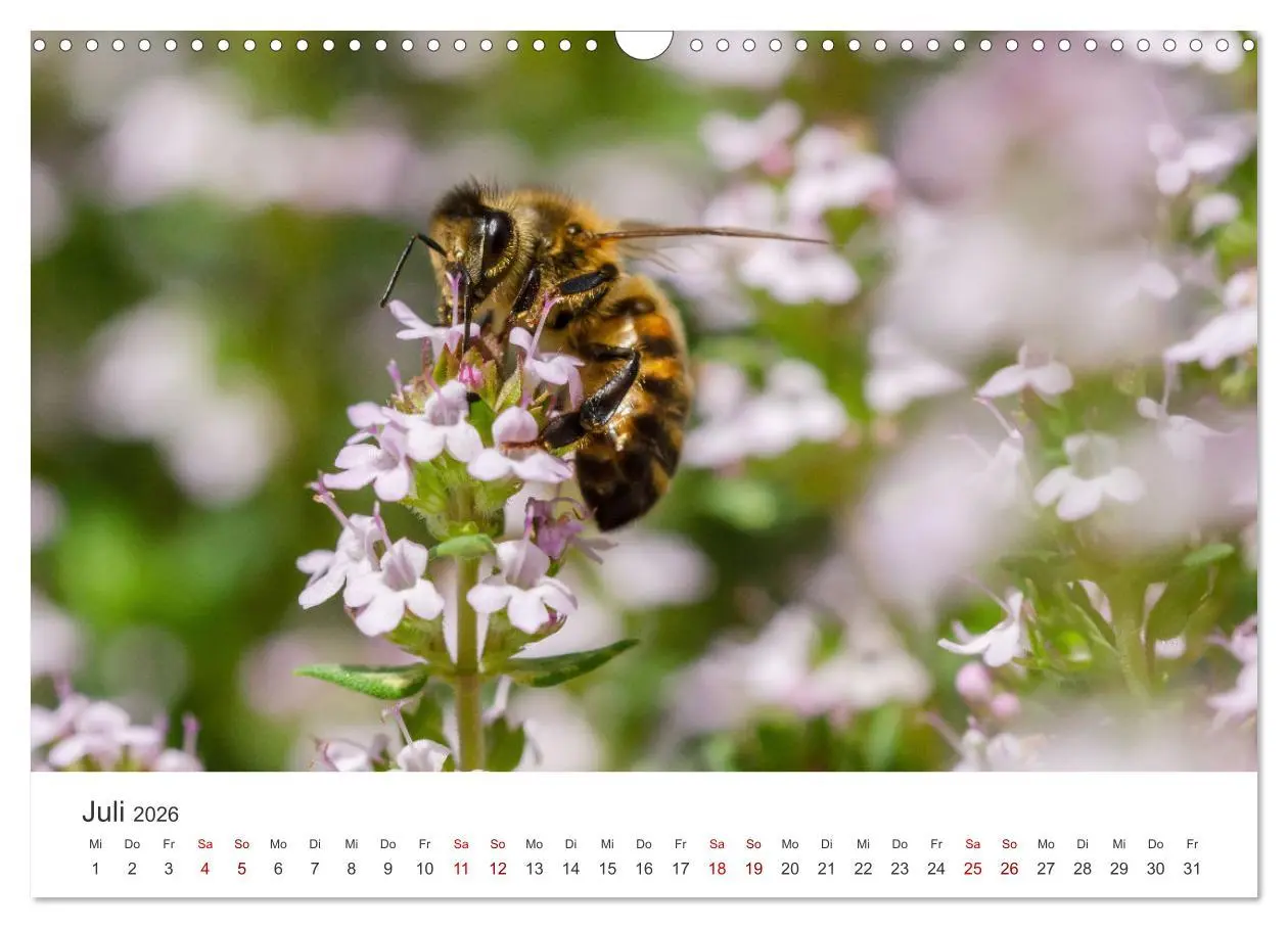 Bild: 9783457549292 | Hummeln und Bienen (Wandkalender 2026 DIN A3 quer), CALVENDO...
