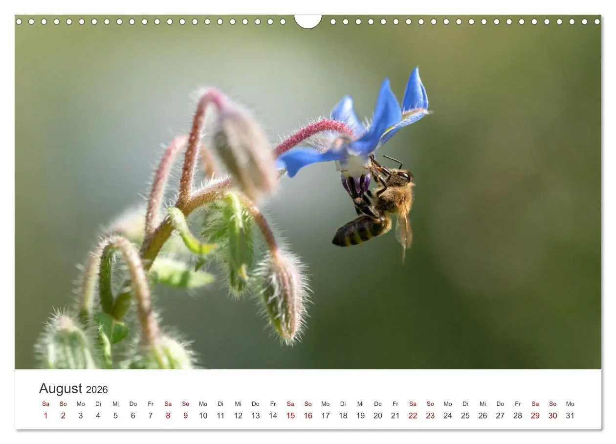 Bild: 9783457549292 | Hummeln und Bienen (Wandkalender 2026 DIN A3 quer), CALVENDO...
